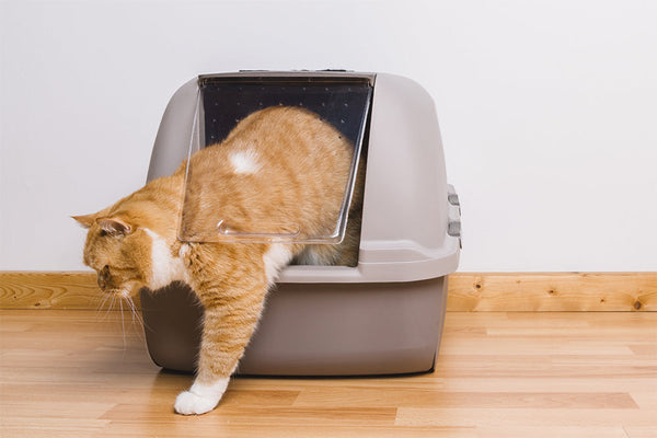 Cat Litter Box