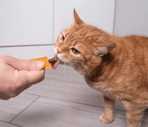 Cat Treats