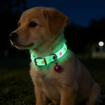 Random Color Pet Glow-in-the-Dark Collar