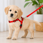 Cat Harness & Leash Kit Red