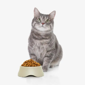 Cat Dry Food